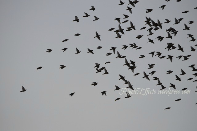 Flocks of Bohemian Waxwings