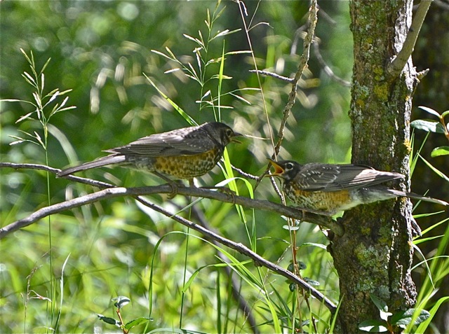 Two juvenile Robins