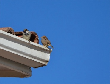 Sparrows nesting on roof