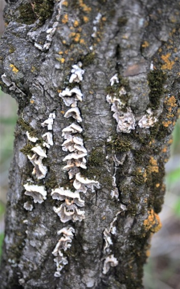 Moss, Fungi, or Ivory?