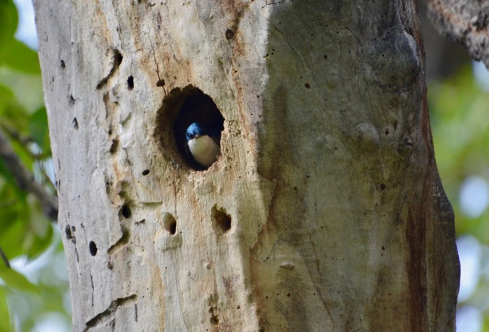 Tree Swallow.jpg